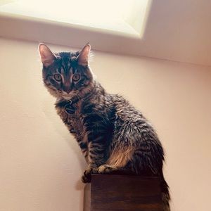 Meet your Posher, Devon